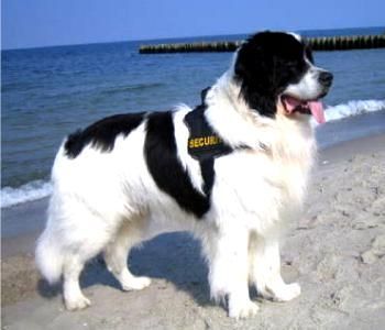 House Training A Puppy, Landseer Dog, Training A Puppy, Big Fluffy Dogs, Newfoundland Puppies, Crate Training Puppy, Newfoundland Dogs, Water Rescue, Beautiful Dog Breeds