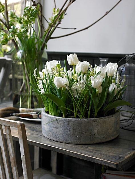 Container Gardening With French Country Flair | Hometalk Tulpen Arrangements, Tulips Arrangement, Gladioli, Deco Nature, Nails 2021, Have Inspiration, Spring Bulbs, White Tulips, White Gardens