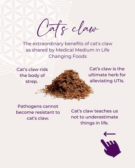 Cat’s claw - the benefits from @medicalmedium Life Changing Foods book.  #healthylifestyle #medicalmedium #lifechangingbooks #lifechangingbooks #naturalmama #naturalremedy #chronicillnesswarrior #holisticliving #foodismedicine #catsclaw #strep #ALS Cats Claw Benefits Health, Devils Claw Benefits, Cats Claw Benefits, Pregnant Food, Wellness Consultant, Alkaline Herbs, Herbs Medicine, Cats Claw, Medicine Garden