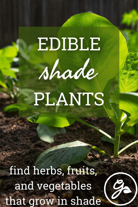 Shade Fruit Plants, Shade Fruit Trees, Edible Plants Garden, Low Light Vegetables, Edible Shade Garden, Shady Balcony Garden, Shade Loving Vegetables, Plants That Grow In Shade, Herbs That Grow In Shade