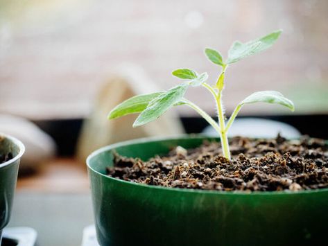 How to Repot Tomato Seedlings for Bigger and Better Plants 5 Tomato Suckers, Growing Tomatoes From Seed, Tomato Seedlings, Seedling Pots, Seed Starting Mix, Starting Seeds Indoors, Dirt Cheap, Tomato Garden, Growing Tomatoes