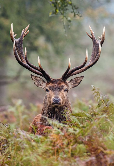 Red deer stag during the deer rut. Taken in Richmond park, in London. If you are starting out in Wildlife Photography this is a great species to start with Deer Shed Ideas, Deer Makeup, Deer Photography, Deer Species, Deer Drawing, Deer Fence, Wild Animals Photography, Shed Ideas, Deer Photos