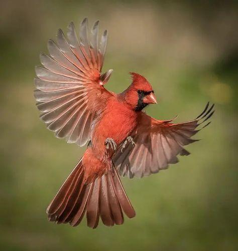 Cardinal Flying, Cardinal In Flight, Cardinal Drawing, Cardinal Tattoos, Bull Painting, Flying Tattoo, Diamond Art Kits, Diy Diamond Art, Nature Projects