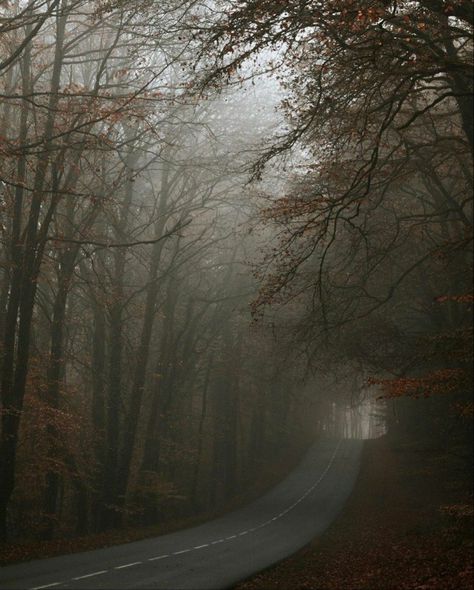 Fall Autumn Aesthetic, Dark Naturalism, Breath Of Life, Scenery Background, Dark Autumn, Late Autumn, Fantasy Forest, Foggy Morning, Season Of The Witch