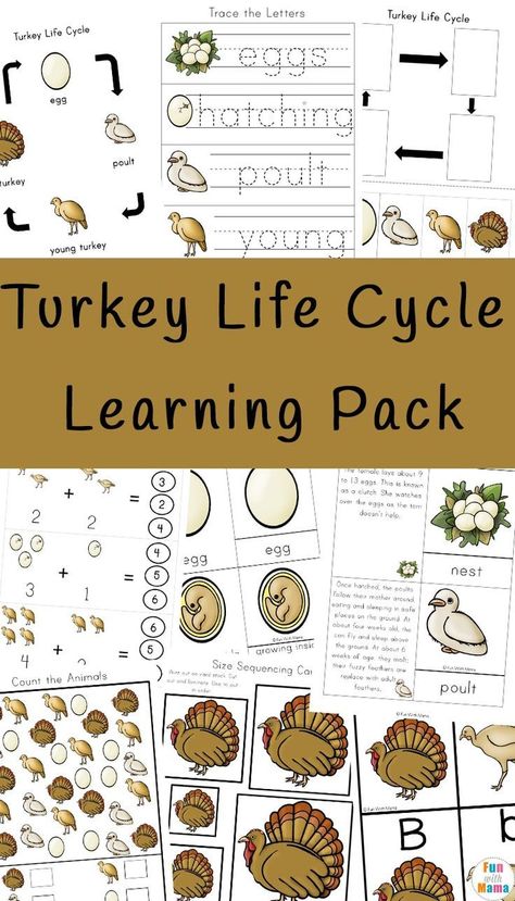 Turkey Life Cycle - Make learning fun with these turkey learning activities for Fall. If you are looking to plan Fall and Thanksgiving homeschool curriculum then this will be a great addition to your homeschool class.   Your kids will enjoy these fun learning printables. #homeschool #homeschooling #lessonplanning #thanksgivinglearning #thanksgivingprintables #learningprintables   Fun with Mama Toilet Paper Roll Turkey, Collage For Kids, Thanksgiving Homeschool, Thanksgiving Unit Study, Pirate Maths, Self Portrait Collage, Thanksgiving Learning, Mum Diy, Homeschool Thanksgiving