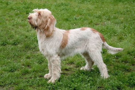 8 Italian Dog Breeds | BeChewy Very Big Dog, Italian Spinone, Spinone Italiano, Italian Dogs, Maremma Sheepdog, Most Expensive Dog, Dog Breeds Pictures, Apartment Dogs, Expensive Dogs