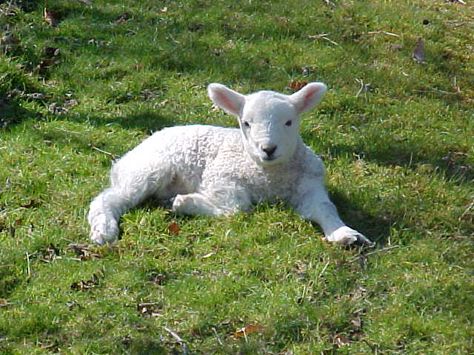 Sheep Laying Down, Lamb Laying Down, Lamb Aesthetic, Sacrificial Lamb, Lion And Lamb, Amazing Animal Pictures, Cute Goats, Baby Lamb