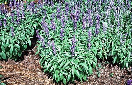 Salvia farinacea (Blue Sage, Mealy Cup Sage, Mealy-cup Sage) | North Carolina Extension Gardener Plant Toolbox Sage Health Benefits, Salvia Farinacea, Blue Salvia, Carolina Cup, Fraternity Collection, Block House, Vineyard Vines Whale, Derby Hats Fascinators, Mad Hatter Hats