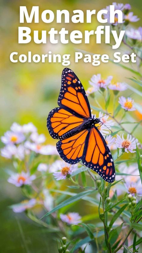 Printable coloring sheets with Monarch Butterflies and Flowers. Free printables for a butterfly unit study. PDF downloadable sheets. Bug And Insect Activities, Coloring Sheets For Kindergarten, Butterfly Unit Study, School Projects Ideas, Kindergarten Coloring Sheets, Coloring Pages For Preschool, Stages Of A Butterfly, Nature Printables, Butterfly Coloring Pages