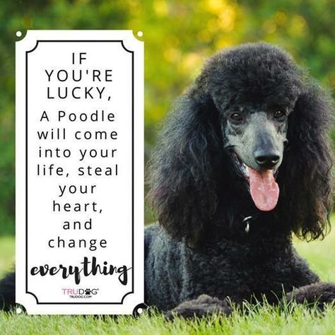 Poodle can change your life! #poodle #poodlelovers #lucky Poodle Quotes, Poodles Standard, Poodle Doodles, Poodle Drawing, Poodle Standard, Miniature Poodles, Black Standard Poodle, Poodle Haircut, Poodle Cuts