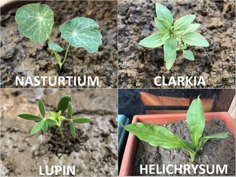 Use the images below to identify seedlings of various seasonal flowers grown in India in Winters/Spring. Winter Container Gardening, Leaf Identification, Butterfly Garden Plants, Flower Seedlings, Front Yard Plants, Yard Plants, Starting Seeds, Flower Identification, Identify Plant