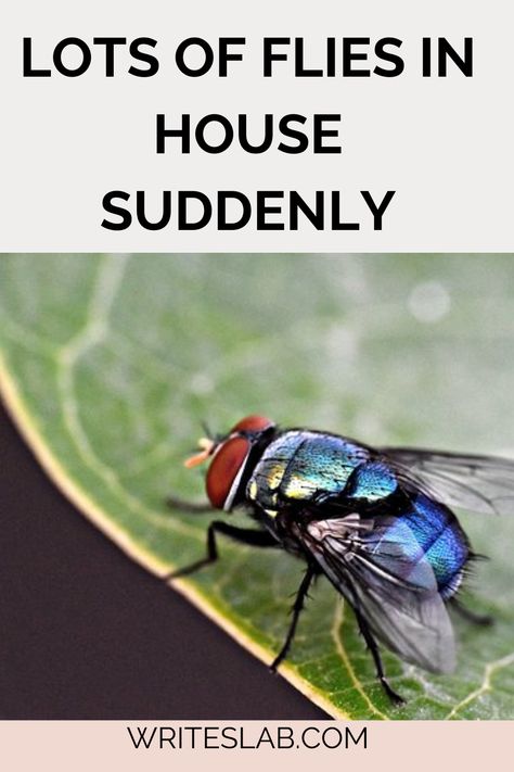 LOTS OF FLIES IN HOUSE SUDDENLY House Flies How To Get Rid, Get Rid Of Flies In House, Flies In House Get Rid Of, How To Get Rid Of Flies In The House, Home Remedies For Flies, Killing Flies, Fly Infestation, Get Rid Of Flies, Fly Girls