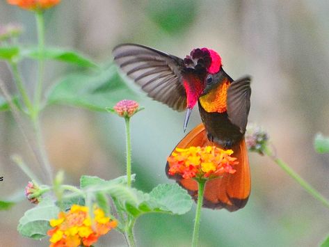 Ruby-topaz Hummingbird - eBird Hummingbird Pictures, Grayish Green, Red Crown, Tail Feathers, All Birds, Animal Planet, Bird Species, The Birds, Hummingbirds