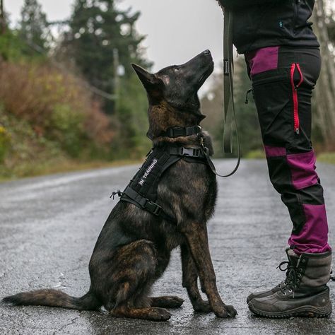 Dog Pack, K 9 Dogs, Dog Leashes, Working Dog, Dog Training Aesthetic, Guard Dog Aesthetic, Dog Sports, Service Dog Aesthetic, Trained Dog