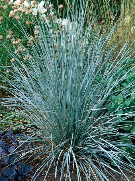 Blue Oat Grass perennials. Helictotrichon Sempervirens, Fescue Grass Seed, Blue Oat Grass, Bog Garden, Lawn Alternatives, Hgtv Garden, Sensory Garden, Plant Seeds, Grass Seed