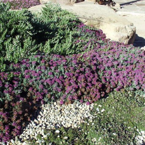 San Marcos Growers > Products > Plants > Another Image Mountain Backyard, Plants For Backyard, Ground Covering, Redecorating Ideas, Zone 9, Landscape Inspiration, Plant Guide, Soil Ph, Leaf Coloring