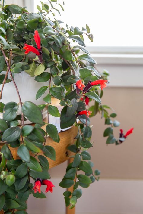 Lipstick Plant Houseplant, Lipstick Plant Care, Lisa Lipstick, Garden 101, Pothos Plant Care, Florida Landscape, Watermelon Plant, Lipstick Plant, Plant Goals