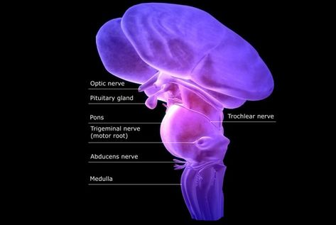 The Function and Location of the Brainstem Medulla Oblongata, Brain Anatomy And Function, Human Body Shape, Brain Anatomy, Cranial Nerves, Brain Stem, Human Body Systems, Human Anatomy And Physiology, Medical Anatomy