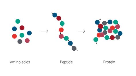 What are Peptides? They are short chains of amino acids linked by peptide (amide) bonds. International Peptides bring you the highest quality of peptides.     #peptides #amide #InternationalPeptides #provider Clear Up Skin, Peptide Bond, Degenerative Disease, Copper Peptides, Eliminate Wrinkles, Slow Aging, Muscle Contraction, Trace Minerals, Skin Clinic