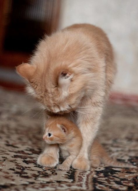 Mom Cat, Orange Cats, Matching Baby, Mama Cat, Baby Kittens, Cat Family, Domestic Cat, Cute Cats And Kittens, Cute Animal Pictures