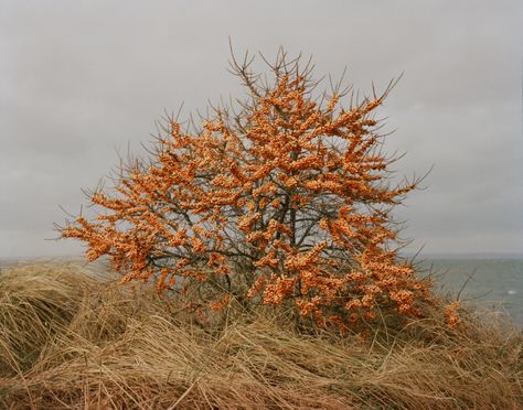 Willow Hand, Winged Horse, Sense Of Life, Sea Buckthorn, The Dunes, Winter Day, Horticulture, Light And Shadow, Fair Isle