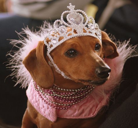 Dachshund Princess - At the Wurstfest, Hermann, Missouri Hermann Missouri, Wiener Dogs, Weiners, Animal Portraits, Weenie Dogs, Mini Dachshund, Dachshund Lovers, Dachshund Love, Weiner Dog