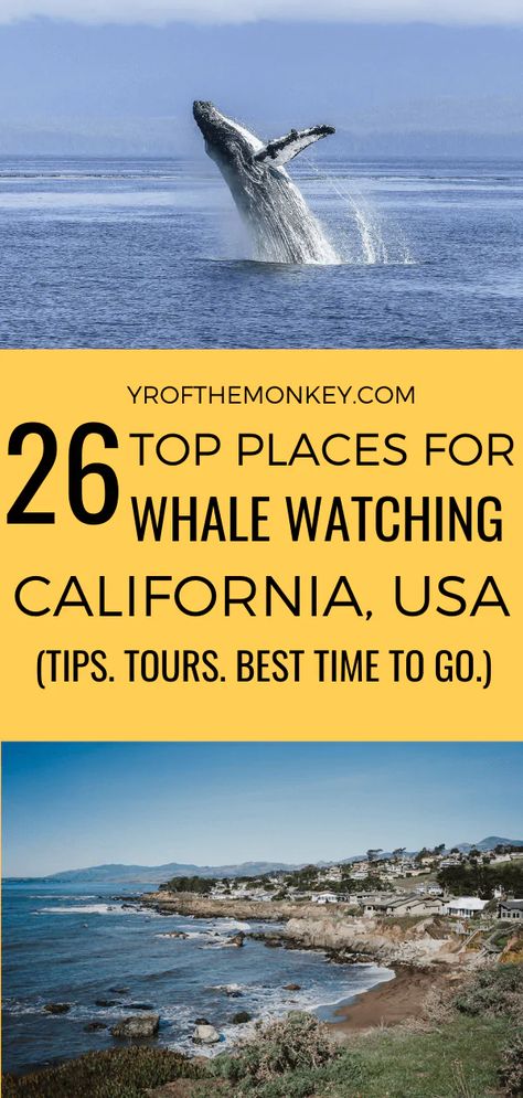 26 Best places for whale watching in California (tips, tours and seasons) Usa Vacations, California Beaches, North America Travel Destinations, California Trip, Visit Usa, Usa Travel Guide, Fort Bragg, Us Destinations, Usa Travel Destinations