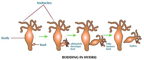 Asexual Reproduction Definition, Examples, Types, Advantages Types Of Asexual Reproduction, Fern Spores, Asexual Reproduction, Annelid, 11th Chemistry, Class 12 Maths, Cnidaria, 12th Maths, Previous Year Question Paper