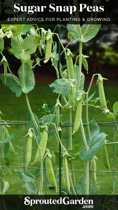 Sugar Snap Pea plants vining up a wire fencing support. Sugar Snap Peas Growing, Snap Beans, Pea Plant, Pole Beans, Sugar Snap Peas, Bountiful Harvest, Snap Peas, Plant Illustration, Veggie Garden