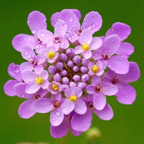 Candytuft Flowers www.facebook.com/flowerofworld www.flowerhomes.blogspot.com Candytuft Flower, Globe Image, Cut Flower Garden, Summer Bedding, Ceramic Flower, Flower Stands, Annual Plants, Fairy Land, Ceramic Flowers