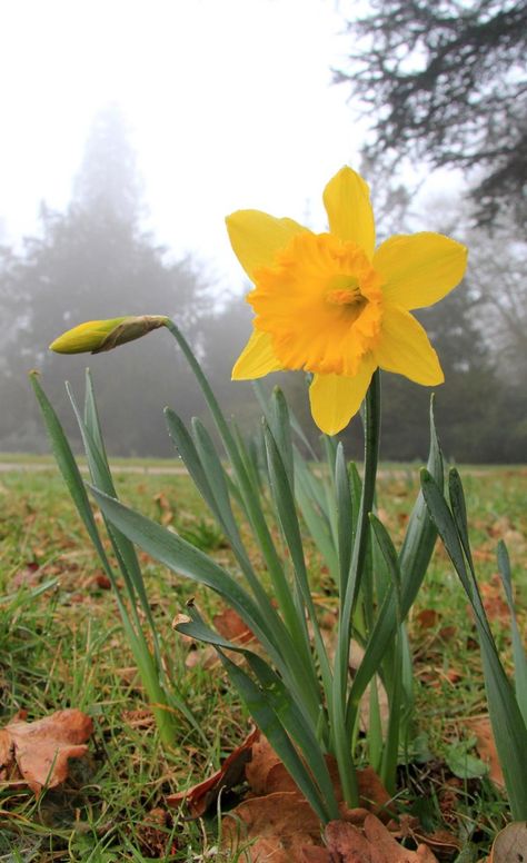 By: Karen Roe  CC BY 2.0 Fall Gardening Ideas, Daffodil Photography, Fritillaria Imperialis, Greenhouse Benches, Flowers For Spring, Plant Bulbs, Fall Gardening, Easter Flower, Fall Bulbs