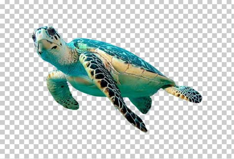 Sea Animals Background, Sea Animals White Background, Sea Turtle Top View, Sea Turtle Images Clip Art, Cute Turtle Drawings, Hawksbill Sea Turtle, Ocean Clipart Sea Creatures, Sea Turtle Drawing, Turtle Png