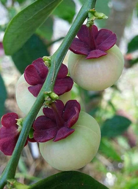 Strange Fruit, Gothic Garden, Beautiful Fruits, Unusual Plants, Unusual Flowers, Fruit Plants, Exotic Fruit, Edible Plants, Pretty Plants