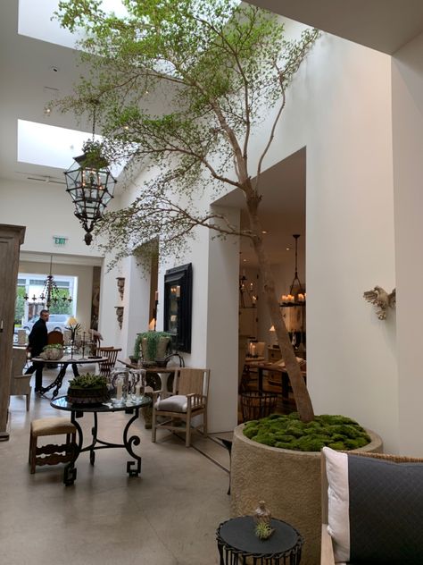 Huge Indoor Plants, Indoor Arboretum, Tree In Foyer, Tall Foyer, Indoor Olive Tree, Rustic Glam Decor, Antique Homes, Hotel Foyer, Landscaping With Fountains