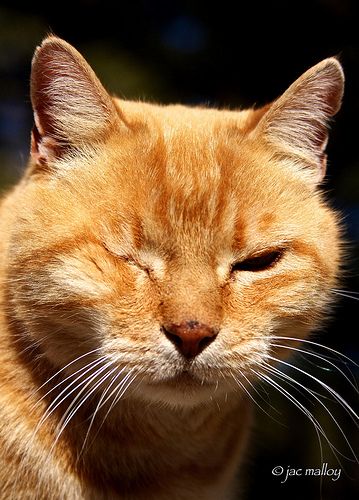 Droopy-eye One-eyed Cat One Eyed Cat, Droopy Eyes, Orange Cats, One Eye, Avid Reader, Ginger Cats, Stray Cat, Orange Cat, Beautiful Cats