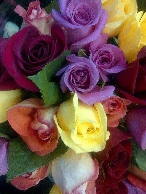 Colorful roses ♡o｡.(✿ฺ｡ ✿ฺ) Rose Belle, Colorful Roses, Love Rose, All Flowers, Flower Beauty, Beautiful Blooms, Rose Garden, Rose Bouquet, Love Flowers