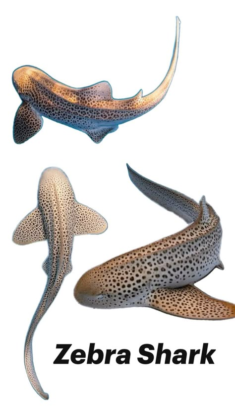 Oceanography Marine Biology, Biology Drawing, Zebra Shark, Leopard Shark, Shark Pictures, Shark Drawing, Shark Diving, Beautiful Sea Creatures, Cute Shark