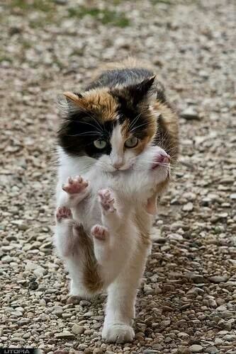 Calico Cats, Calico Cat, Domestic Cat, Cute Kittens, I Don't Care, Beautiful Cats, 귀여운 동물, Catsuit, Animals Friends