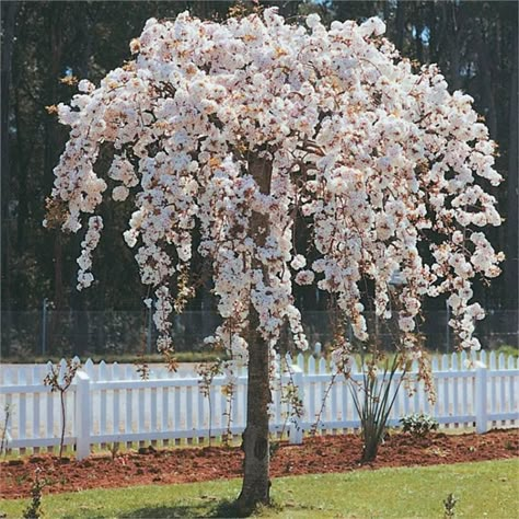 Small Weeping Trees, Weeping Cherry Tree, Weeping Trees, Weeping Cherry, Trees For Front Yard, Landscaping Trees, Inspirational Board, Ornamental Trees, White Garden