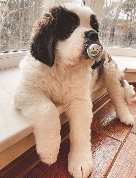 15 Cute Pictures Showing the Quarantine Through St. Bernard Eyes Cute St Bernard, St Bernard Puppy Aesthetic, St Bernard Aesthetic, Saint Bernard Aesthetic, Saint Bernard Puppies, Pet Memorial Ideas, Really Big Dogs, Saint Bernard (dog), Saint Bernard Dog