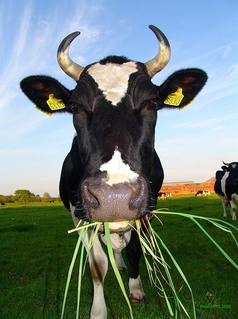 Cow With Horns, Animals With Horns, Cow Photography, Sweet Cow, Holstein Cows, Fluffy Cows, Cow Pictures, Cow Calf, Barnyard Animals