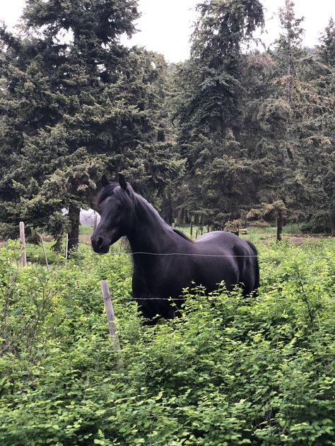 Horses Aesthetic, Equestrian Aesthetic, Horse Aesthetic, Black Horses, All About Horses, Equestrian Life, Cute Horses, Horse Life, Black Horse