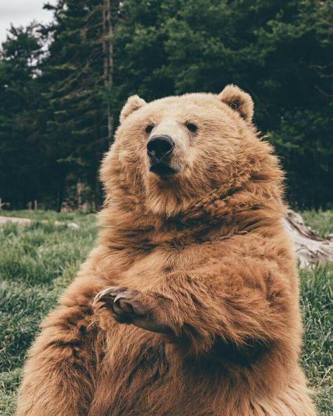 Animal Friends, Animal Love, Brown Bear, Cuteness Overload, Adorable Animals, Beautiful Creatures, Animal Kingdom, Fur Babies, The Wild