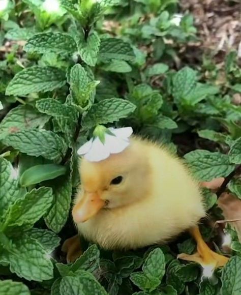 Duck Coop Ideas, Cute Animal Wallpapers, Duck Portrait, Fuzzy Duck, Duck Coop, Animal Wallpapers, Wallpapers Cute, Duck Photo, Pet Ducks