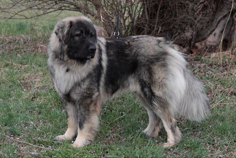 Sarplaninac Dog, Caucasian Shepherd, Livestock Guardian, Pets 3, Mans Best Friend, Dog Breeds, Best Friends, Cute Animals, Halloween