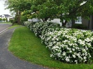 By far the majority of our customers who ask about hedging want fast growing varieties. Fast growing hedging is a double edged sword, yes, you can get a hedge quickly but the long term maintenance required to keep it neat and under control is dramatically higher. Personally I prefer slower species which initially require a little Front Yard Hedges, Choisya Ternata, Hedges Landscaping, Flower Hedge, Boxwood Landscaping, Evergreen Hedge, Garden Shrubs, Farmhouse Garden, Fence Landscaping