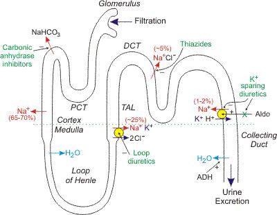 This shows the route filtrate takes to be becoming urine. It begins in the glomerulus, then to the proximal convoluted tubule, Loop of Henle, distal convoluted tubule and lastly the collecting duct. Diuretics Natural, Diuretics Pharmacology, Diuretics Nursing, Pharmacy School Study, Renal Physiology, Nursing Pharmacology, Med Surg Nursing, Vet Medicine, Nursing Mnemonics