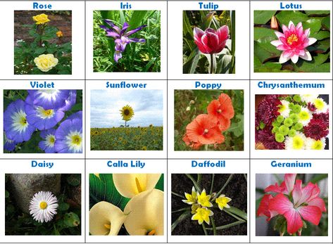 It's Plant a Flower Day! Which one of these is your favorite?  🌿 🌺 🌱 🍁 🥀 🌻 🎍 Plants With Names, Flowers Chart, Flowers List, Indoor Tropical Plants, Flowers Name, Dyed Flowers, Lucky Bamboo Plants, Flower Chart, Plant Names