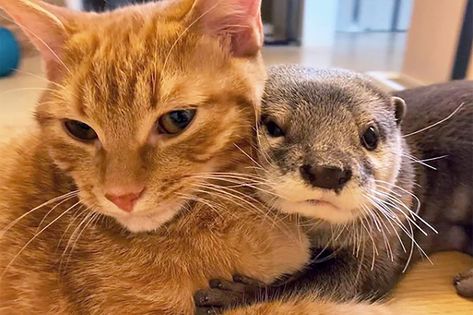 Otter And Cat, On Twitter, Orange, Twitter