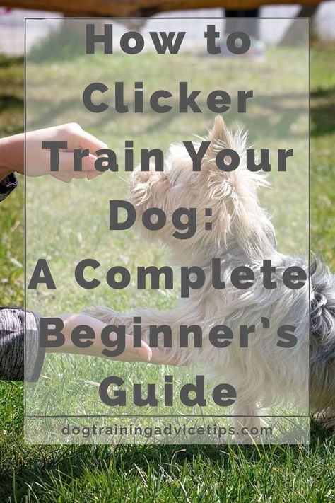 Clicker Training Puppy, Dog Psychology, Dog At Home, Dog Behavior Problems, What Kind Of Dog, Basic Dog Training, House Training Dogs, Dog Training Advice, Puppy Training Tips